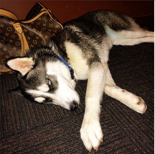 Buys him expensive bags.