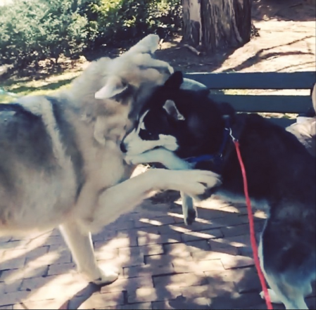 And takes him to play with other dog friends.