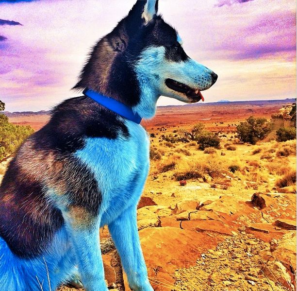 And, yes, Riff Raff really did dye Jody blue.