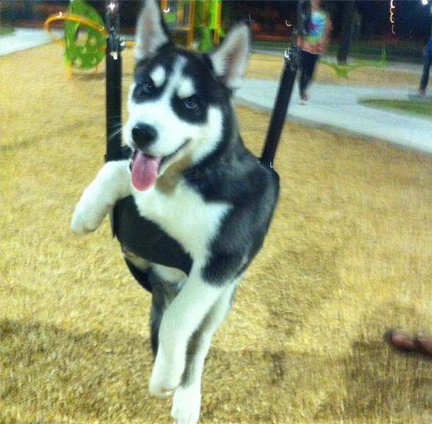 For the most part, he’s a very happy husky.
