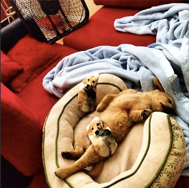 Her name is Goldy Husky.