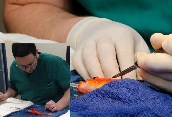 What Did You Do Today? Doctor: “Oh Nothing, Just Performed Major Surgery On A Gold Fish.”