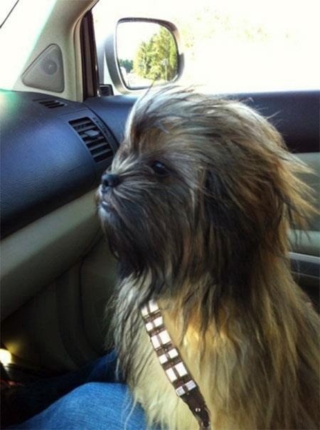 This is the best Chewbacca dog we’ve ever seen.
