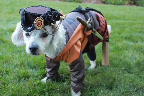 This 3-legged dog won our hearts as a Pirate.