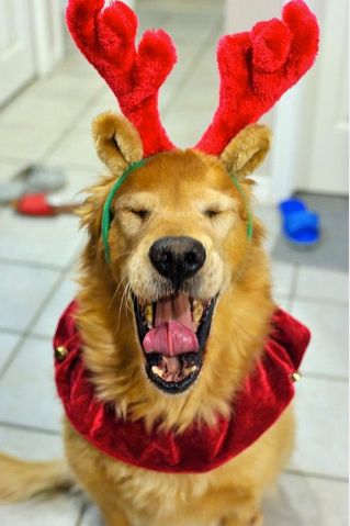 The best way to spread Christmas cheer…