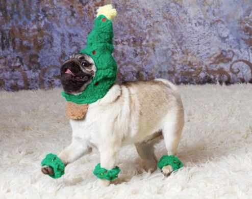 Tree Pug