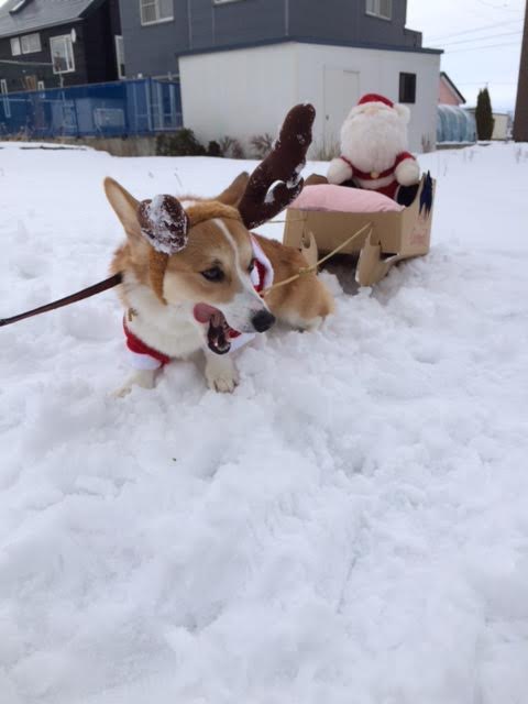 Corgi Reindeer