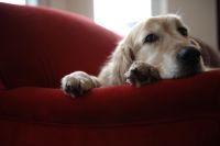 Golden retriever dog lying on sofa, close-up
