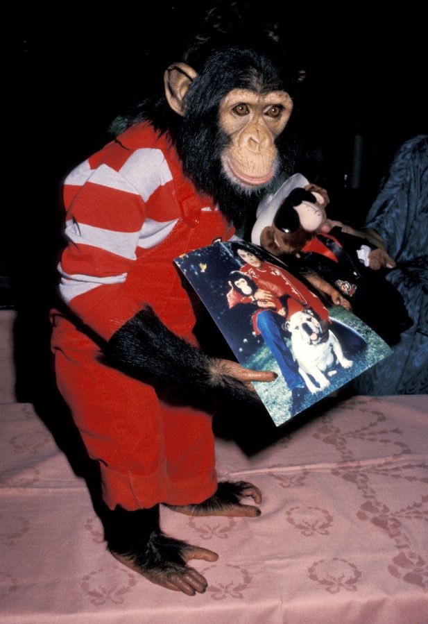 Michael Jackson's Chimpanze Bubbles