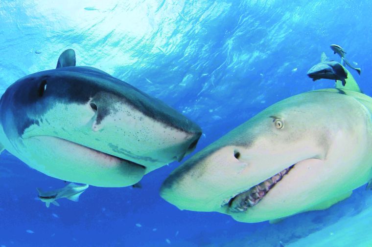 Shark Obsession
