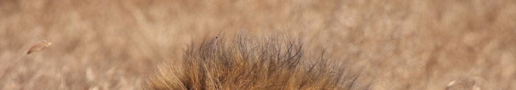 Profile view of lion resting in dry grass landscape