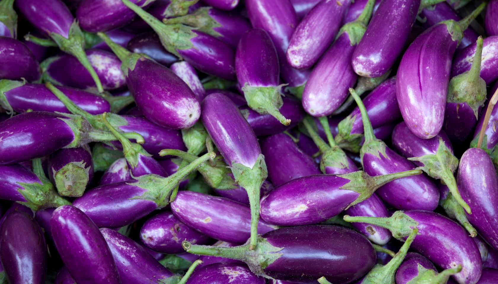 Eggplant