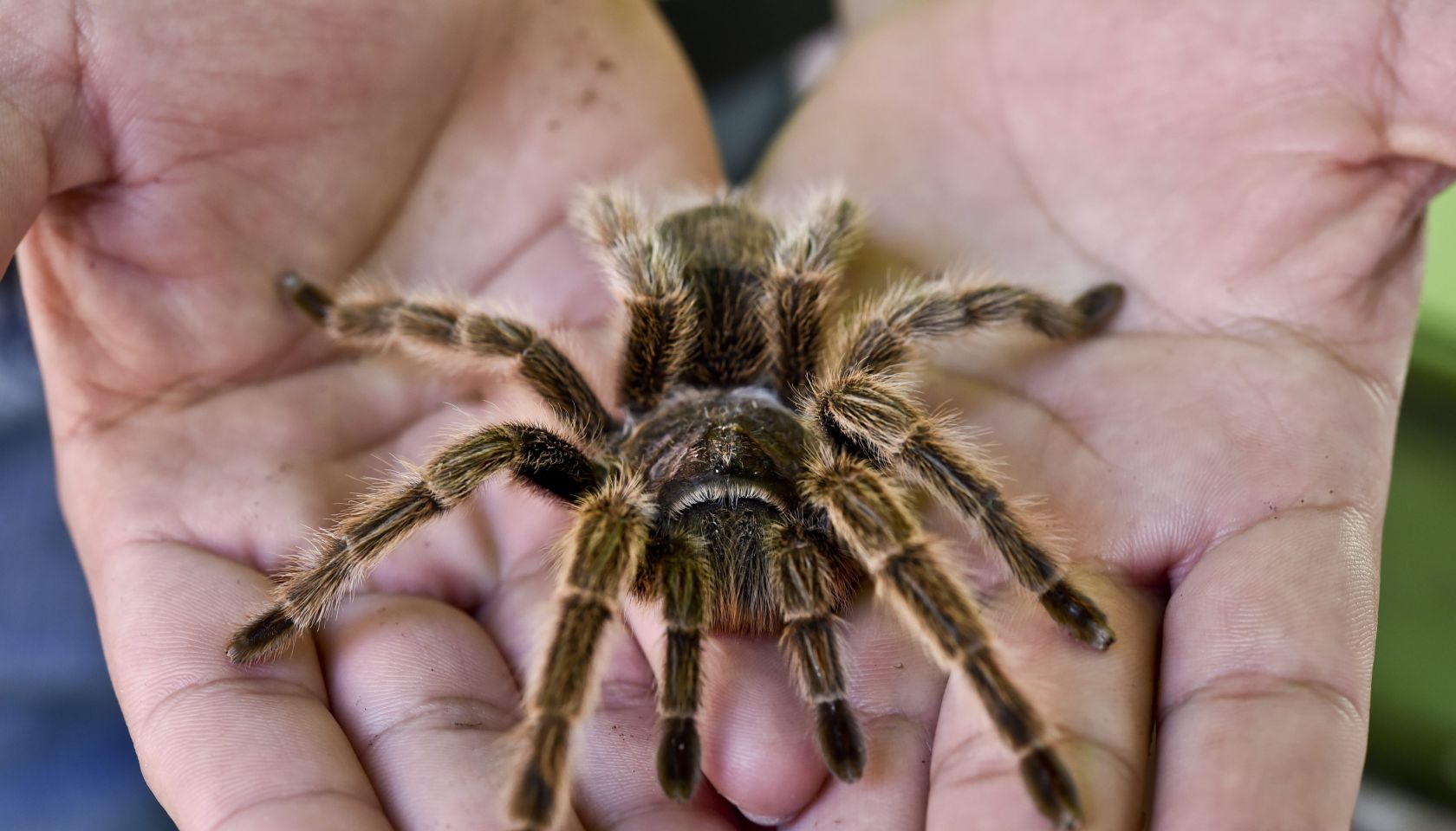 Mexican Tarantula