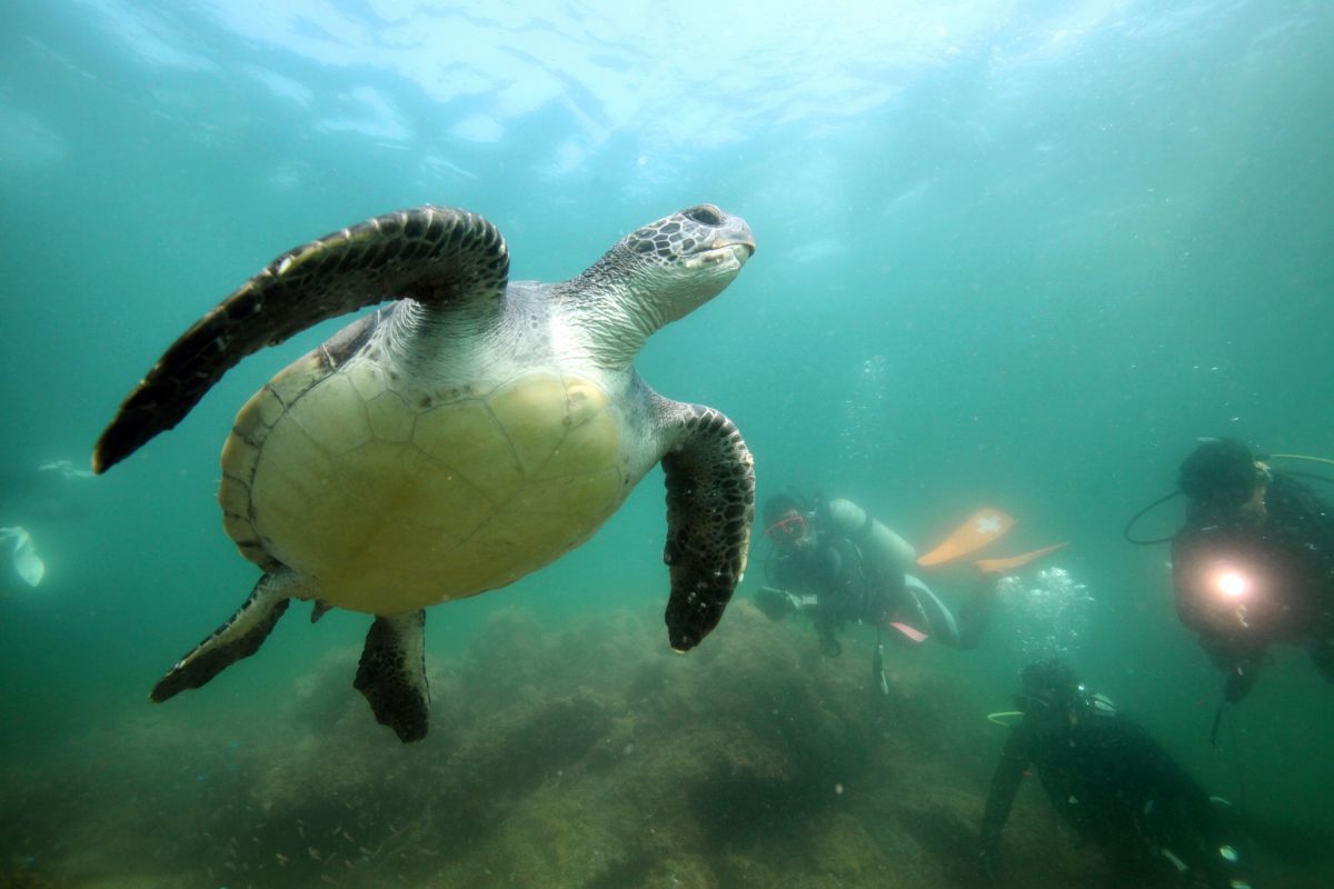 Divers swim with green sea turtle