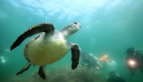 Divers swim with green sea turtle