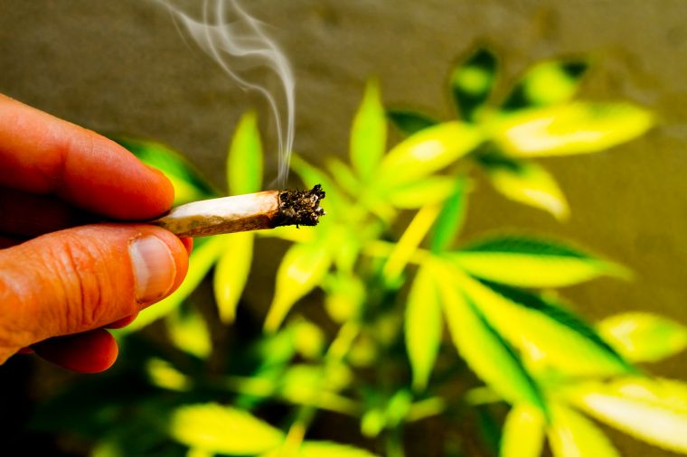 The Marihuana Tax Act of 1937