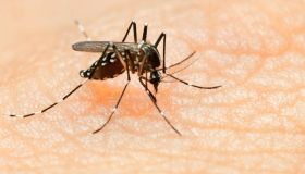 Dengue fever, Chikungunya virus and Zika virus.