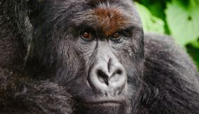 Silverback Mountain Gorilla, Democratic Republic of Congo