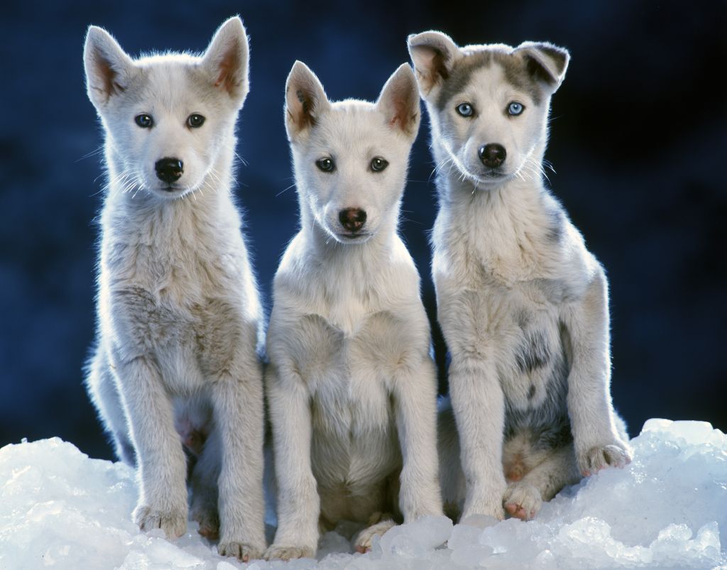 Siberian husky (Canis familiaris) three pups sitting side by side in snow