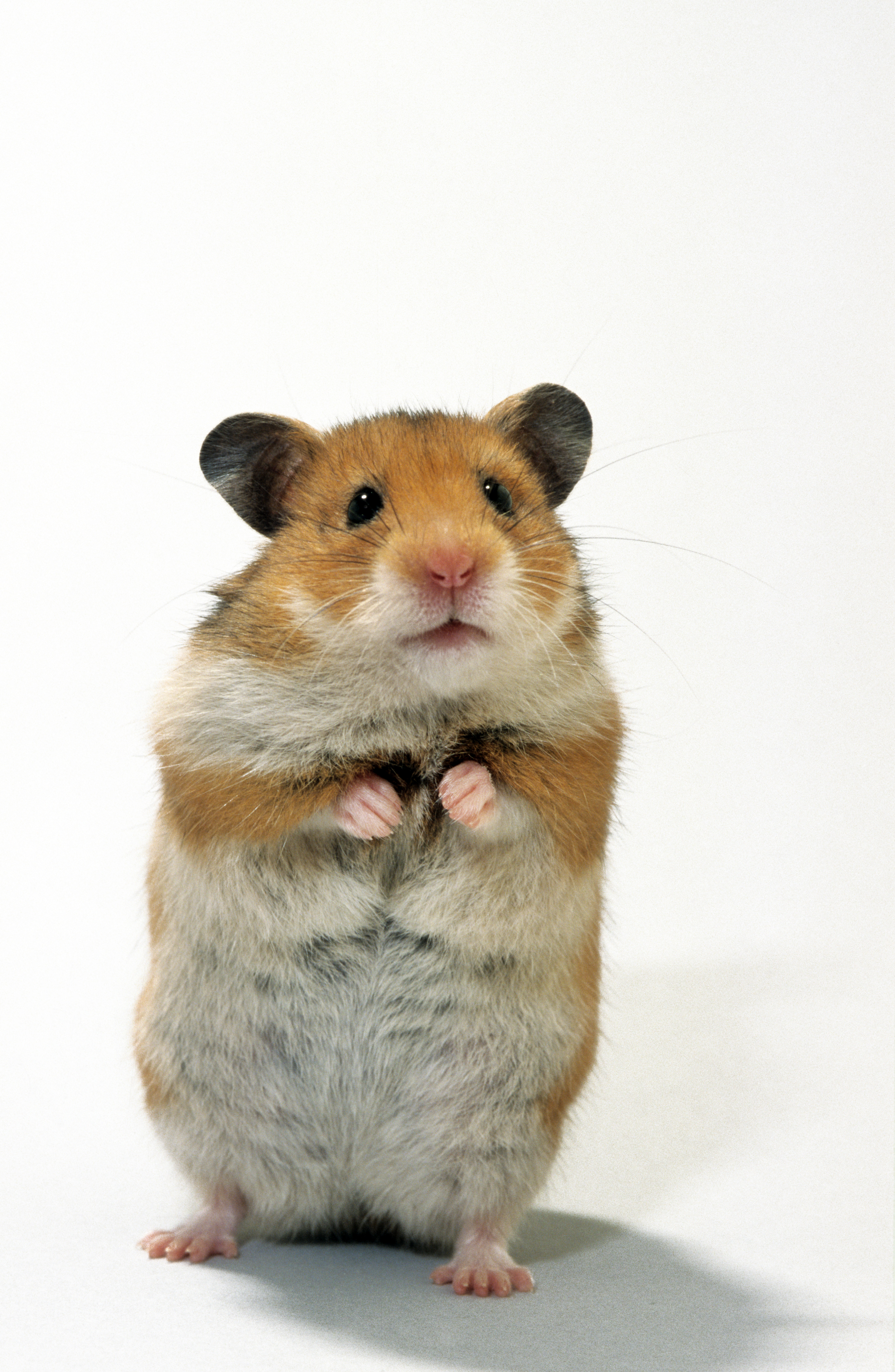 Golden hamster