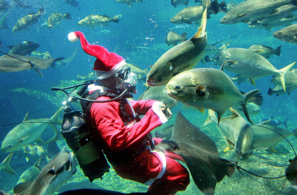 A South African marine diver, dressed in