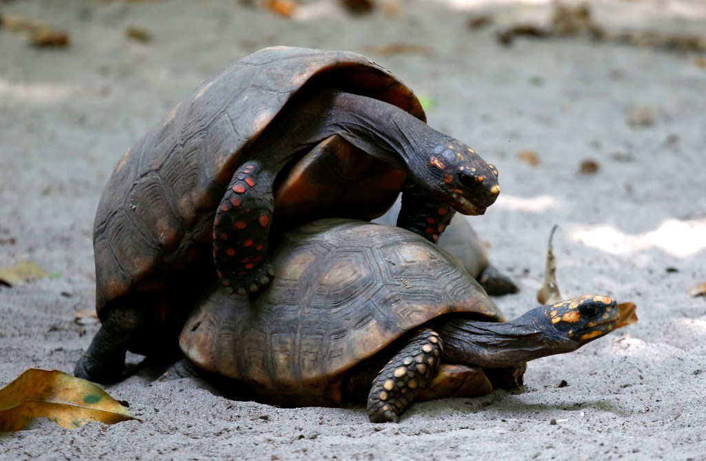11 Crazy Videos Of Animals Mating With Each Other (VIDEOS)