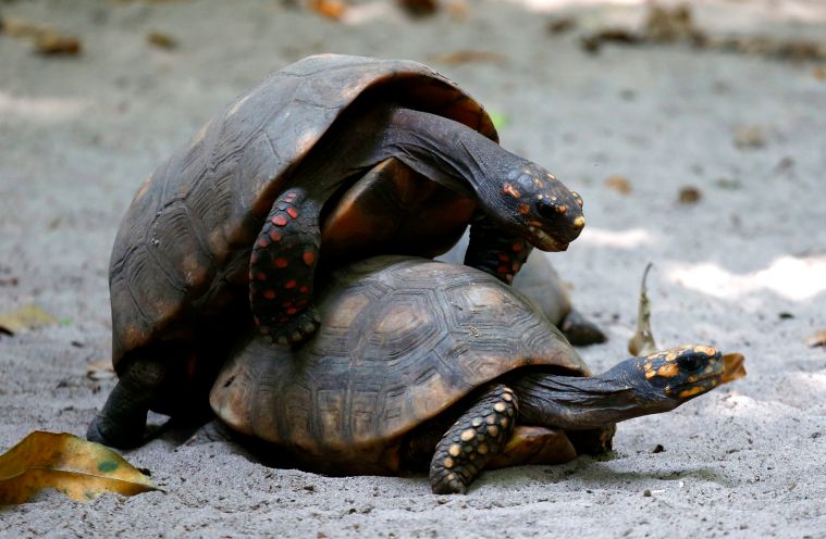 Turtles date back to the time of dinosaurs—more than 200 million years ago.