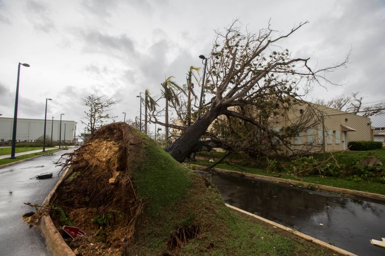 San Juan, PR: A thick tree completely raised from the ground.