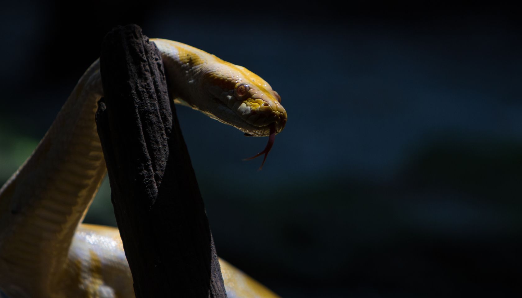 Python Molurus Albino