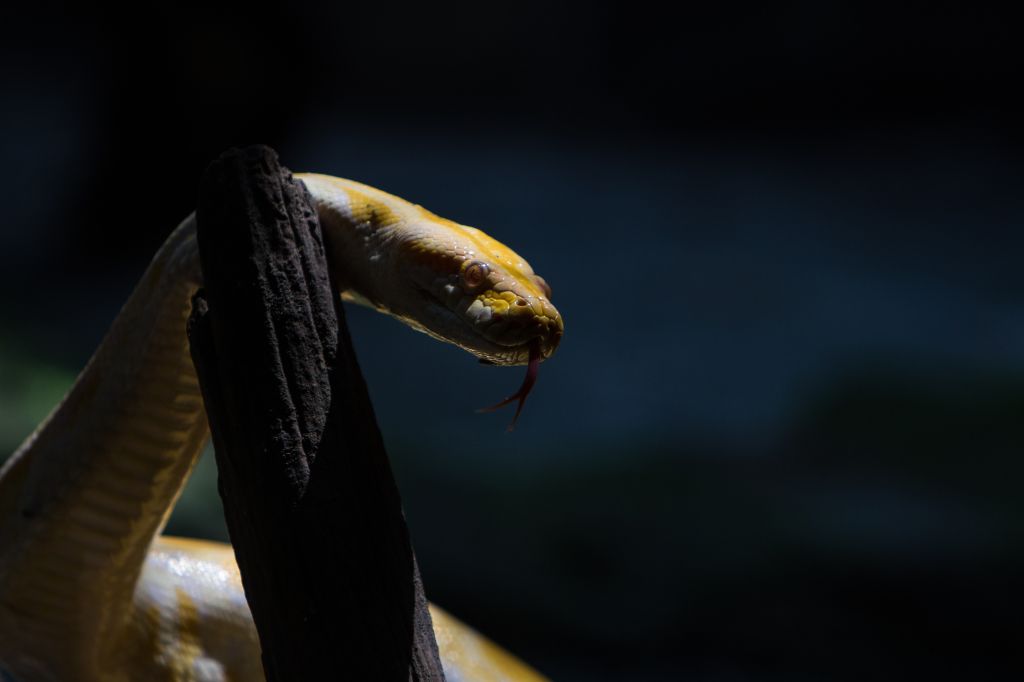 Python Molurus Albino