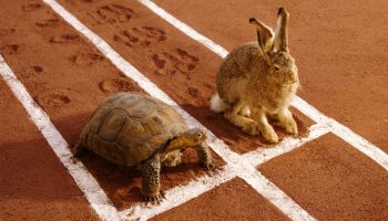 TORTOISE AND HARE ON TRACK