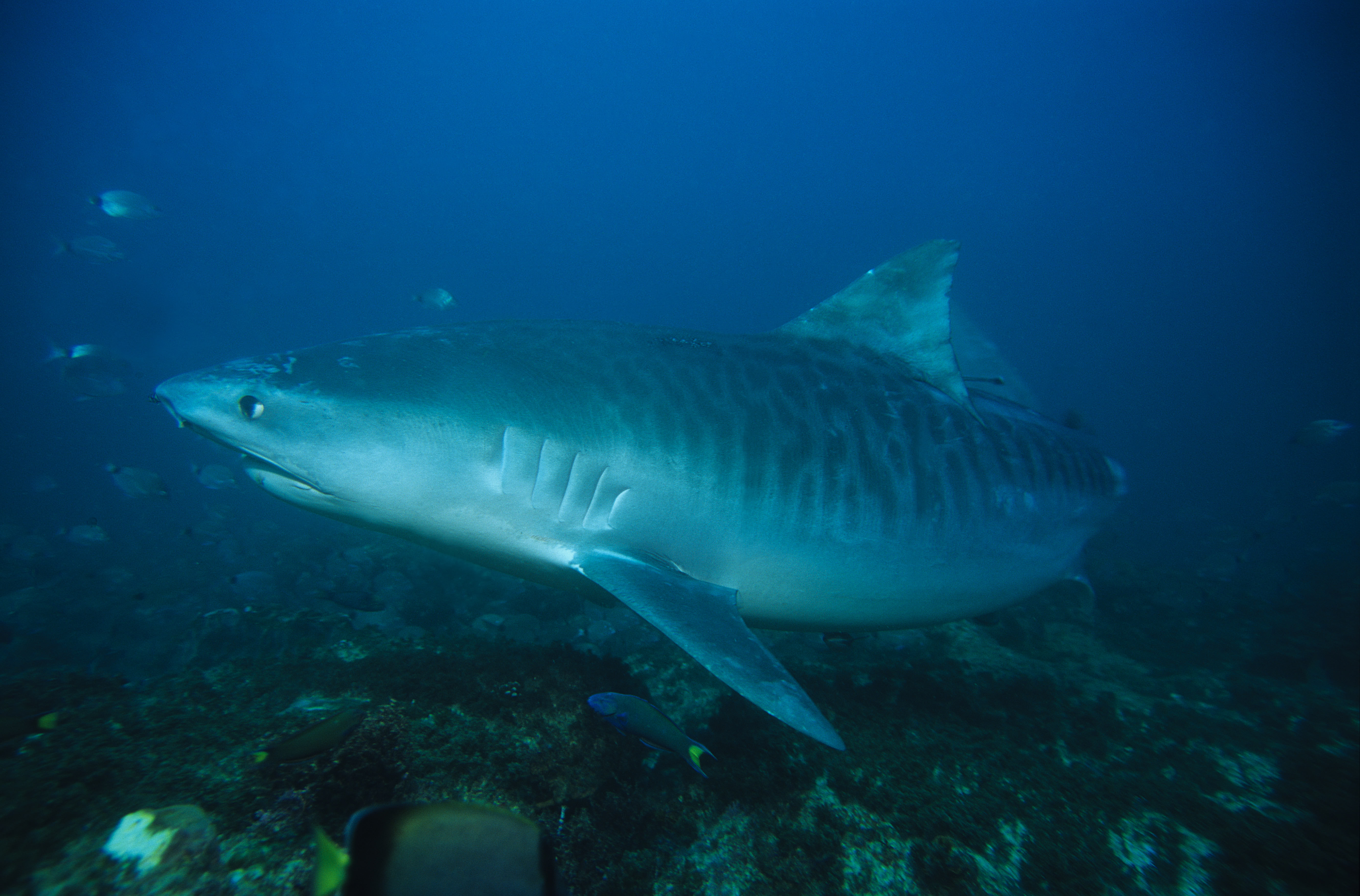 tiger shark, galeocerdo cuvier, swimming, durban, south africa