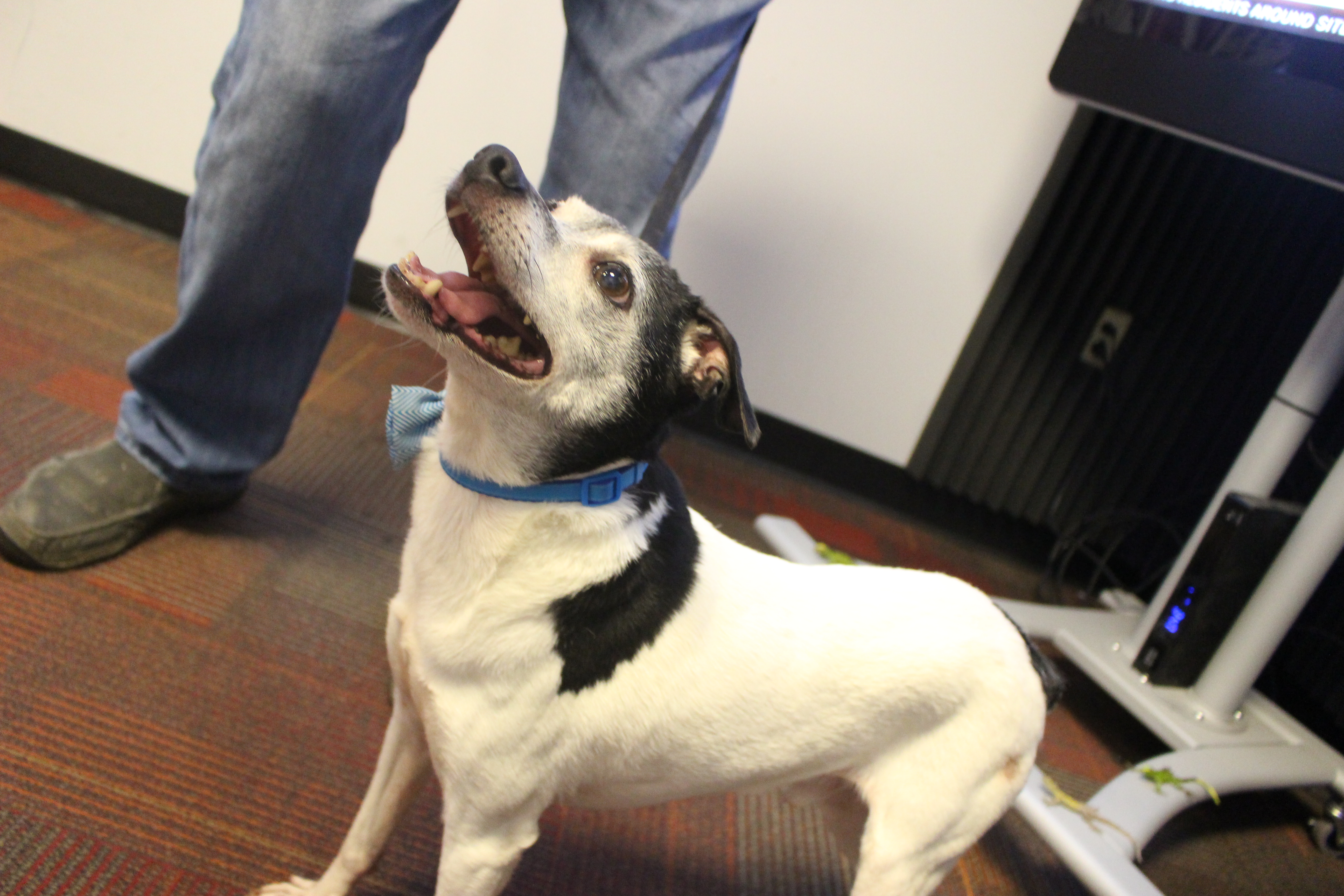 Buster's April All-Stars - Quasi