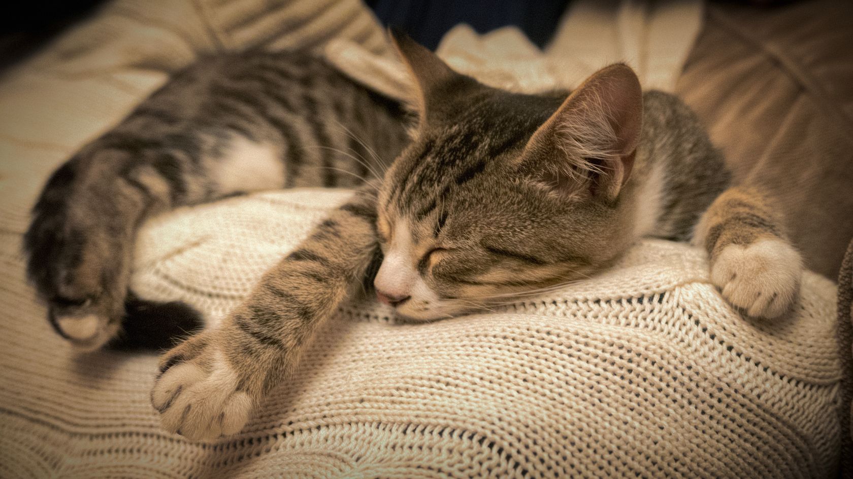 Close-Up Of Cat Sleeping On Bed
