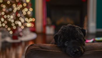 Bouvier de Flanders on the couch