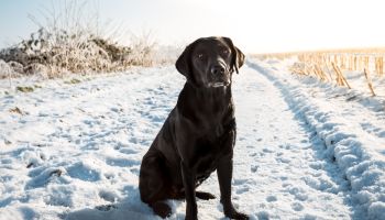 Dog Sitting In Snow
