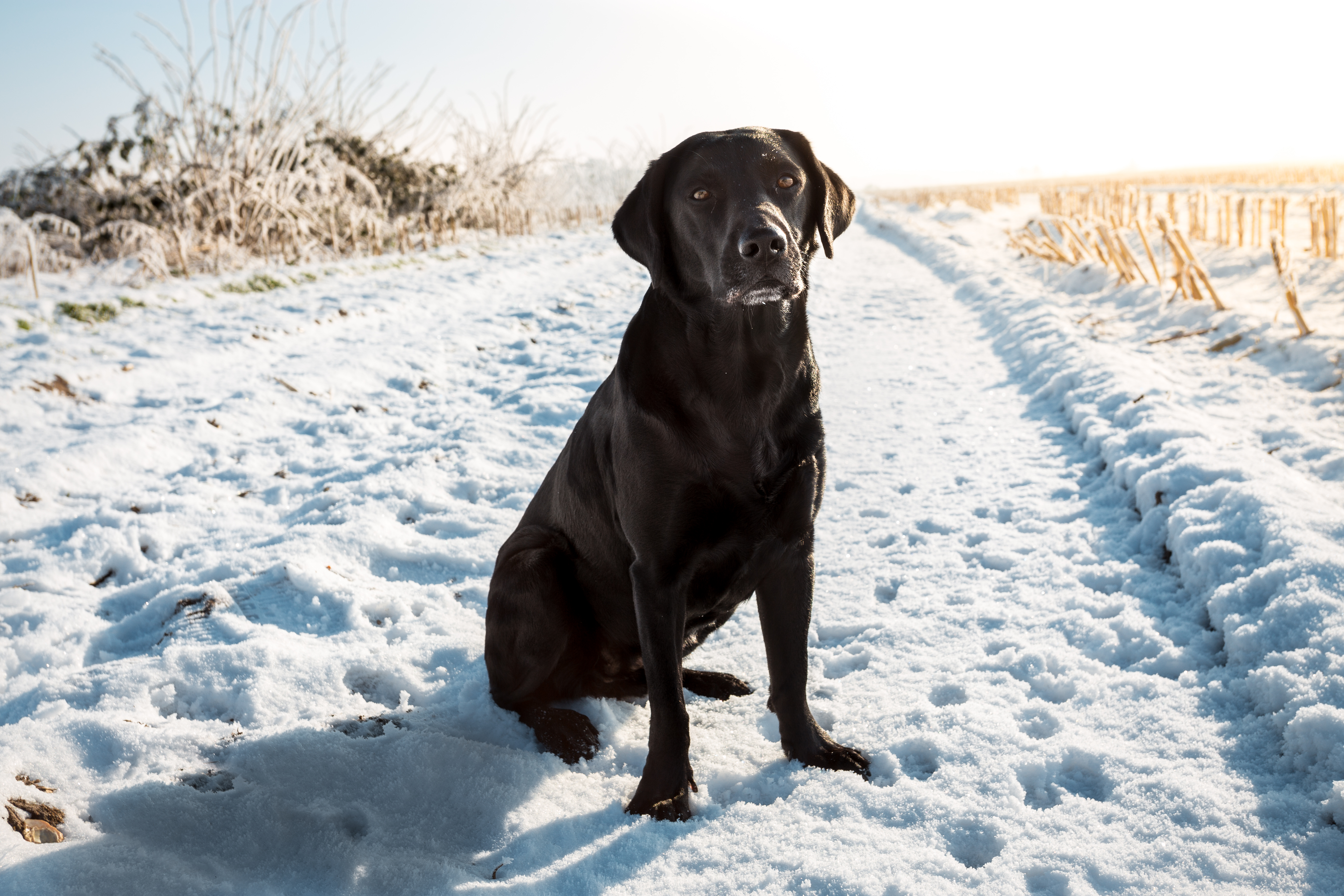 Dog Sitting In Snow