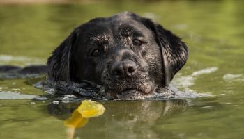 Portrait Of Wet Dog In Lake