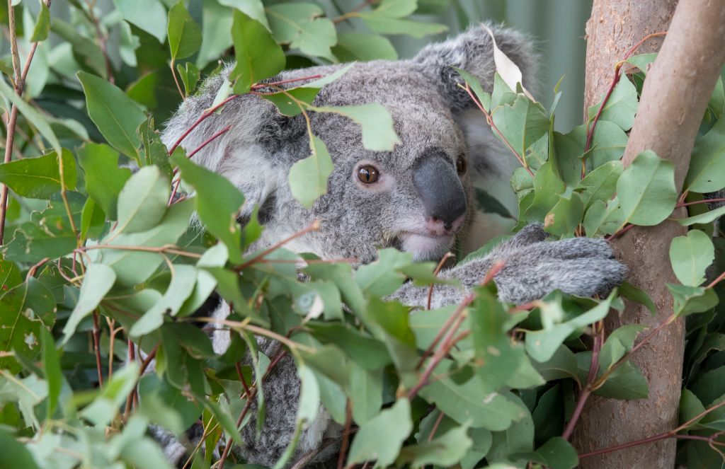 Koalas hanging out on tree at Wild Life Sydney Zoo