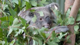 Koalas hanging out on tree at Wild Life Sydney Zoo