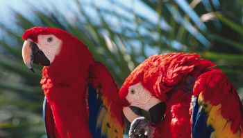 two colorful parrots are sitting on the branch of a palm tree