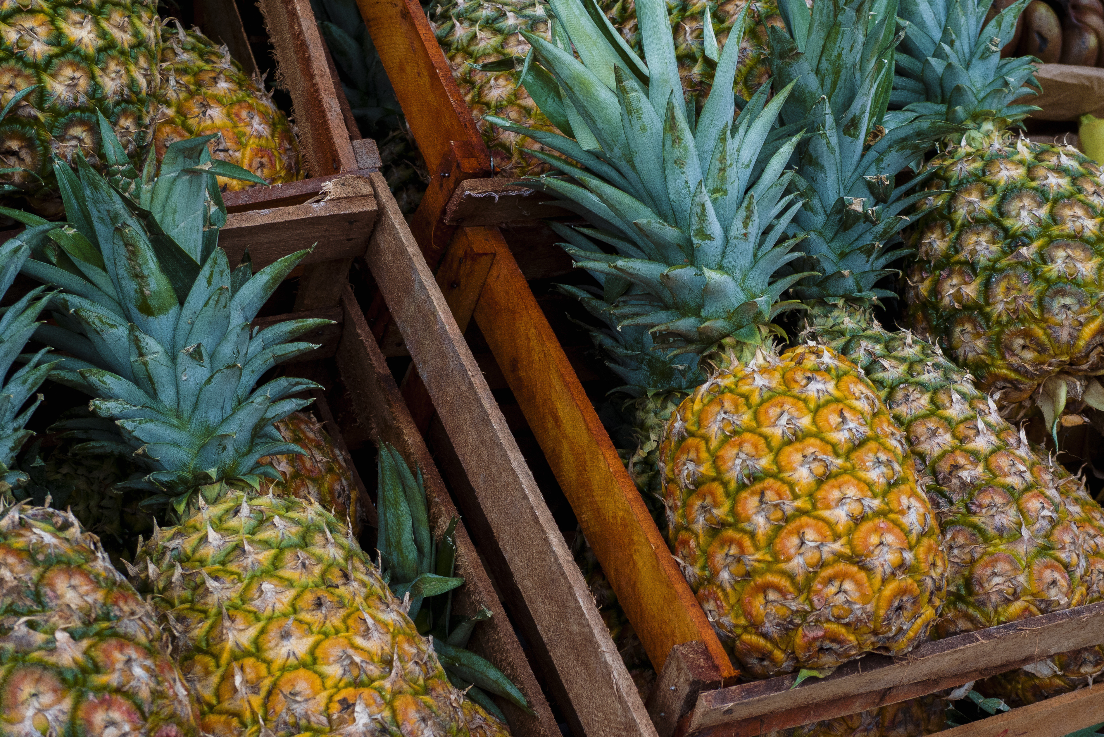 organic pineapples