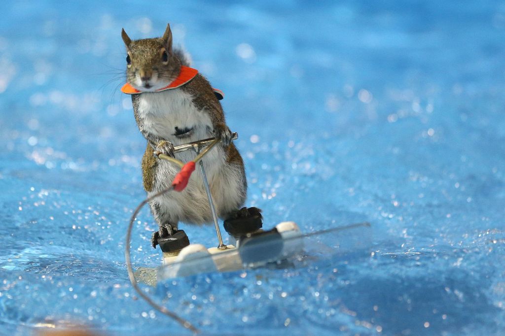 Twiggy the skiing squirrel