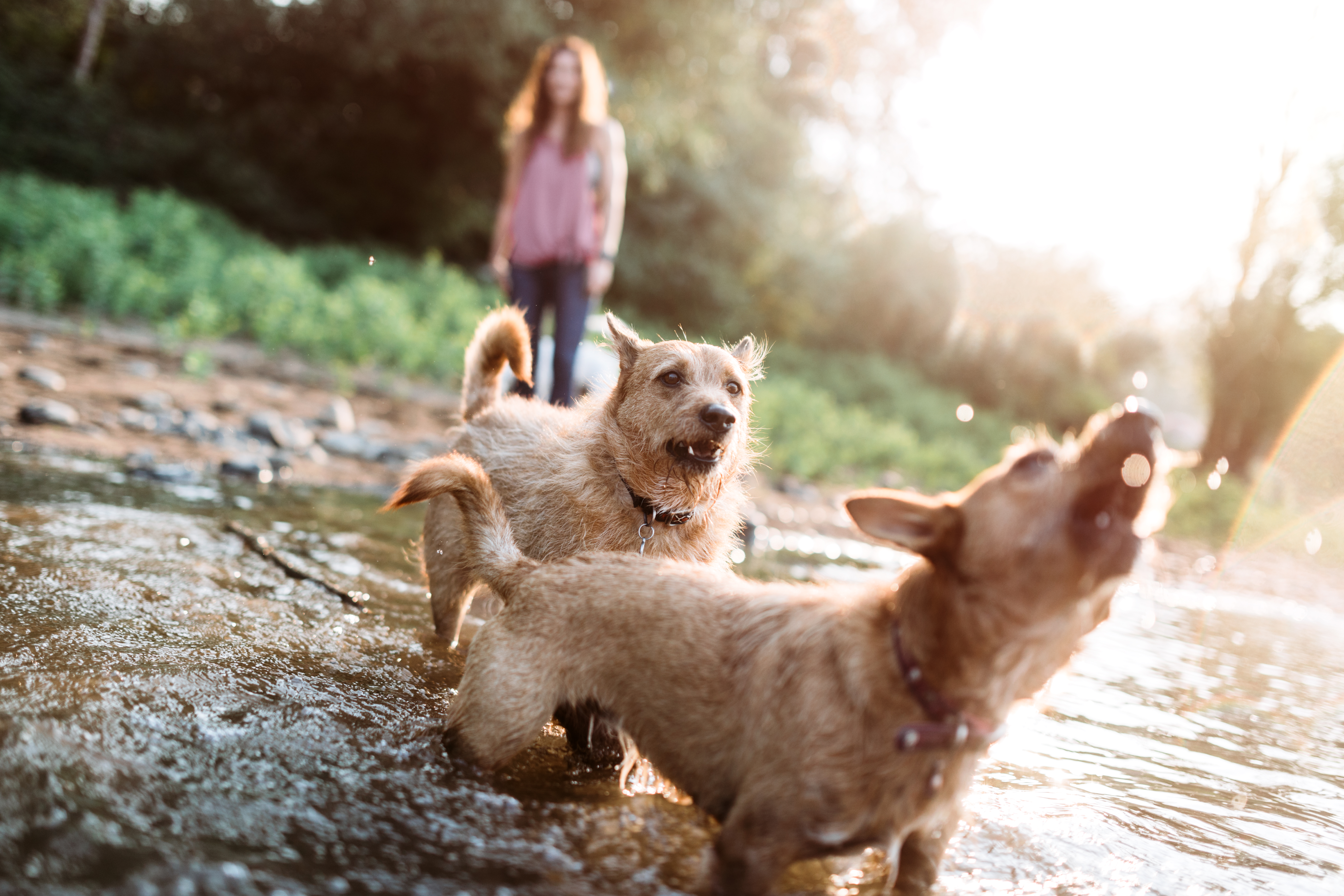 Woman Playing With Dogs at River