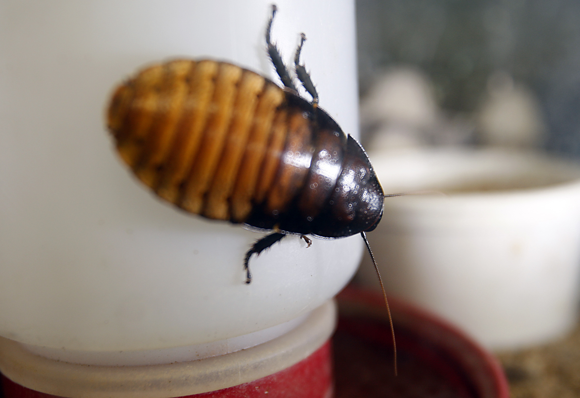 A hissing roach grows in a terrarium at Rainbow Mealworms and Crickets, one of the largest wholesal