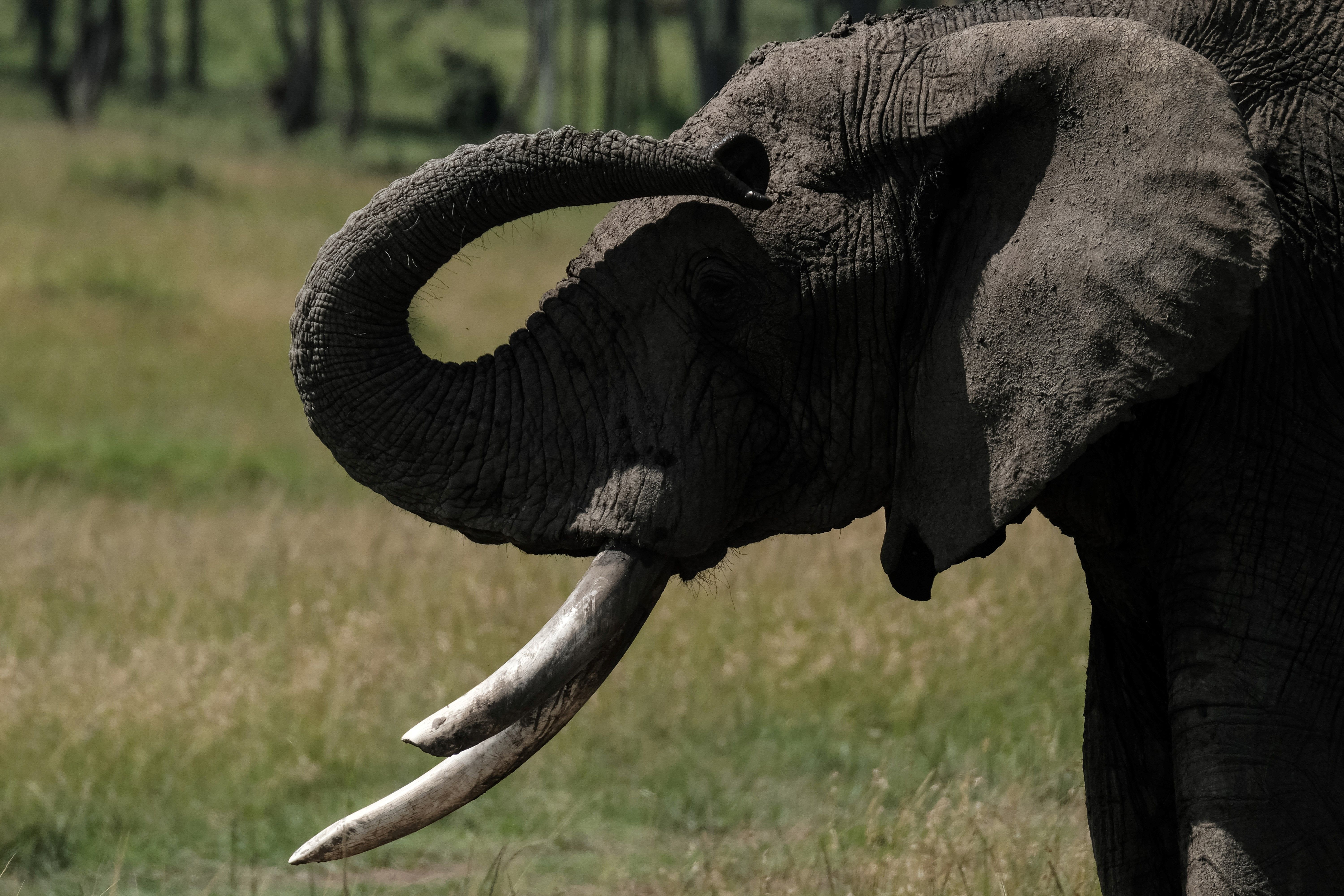 KENYA-NATURE-WILDLIFE-POACHING