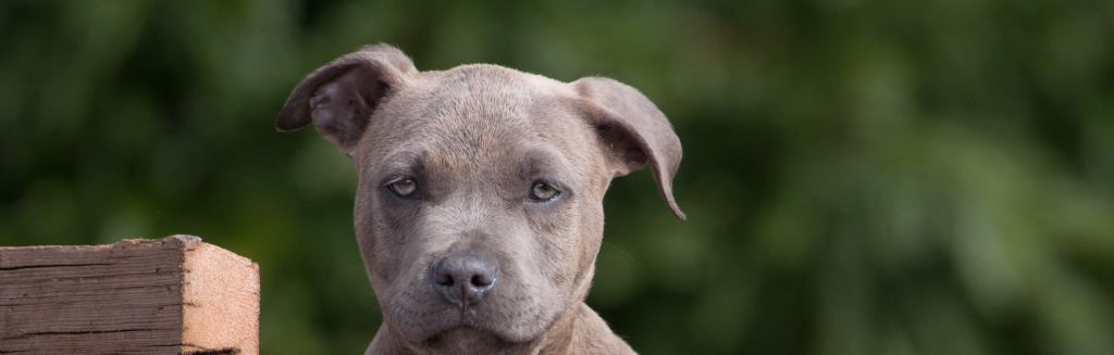 Blue Brindle blue-eyed pit bull terrier puppy looking at camera