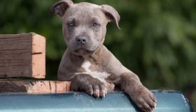 Blue Brindle blue-eyed pit bull terrier puppy looking at camera