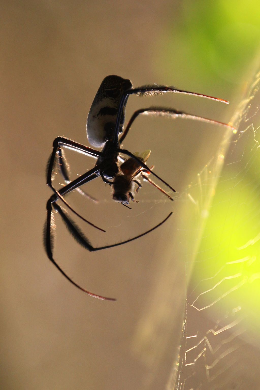 A close-up of a Golden orb-web spider; Tetragnathidae Nephilinae Nephila senegalensis, in the act of catching a bee in its web. Photographed in Kirstenbosch National Botanical Gardens, Cape Town, Western Cape Province, South Africa. Long lens with large