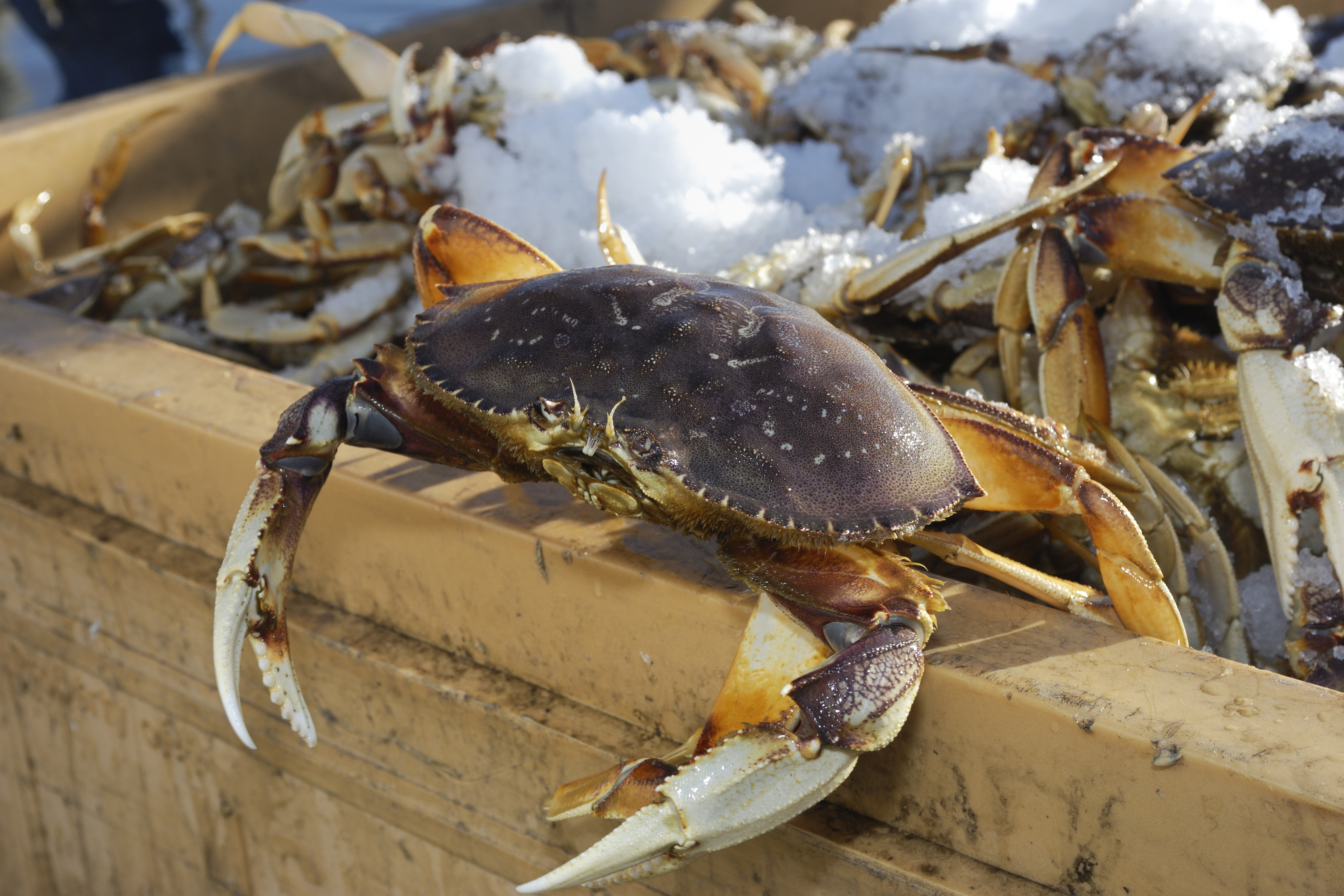 Close-up of Live Dungeness Crabs Ready for Market